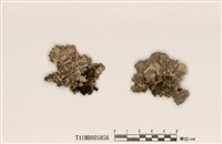 藏品(裸緣梅衣屬)的圖片